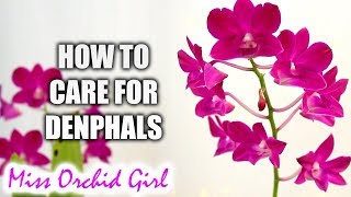 How to grow Dendrobium Phalaenopsis Orchids successfully  Complete care guide [upl. by Arron]