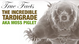 True Facts The Incredible Tardigrade [upl. by Namra]