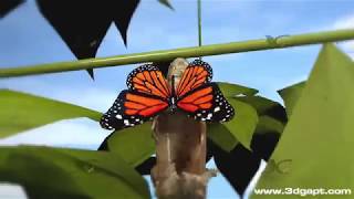 Butterfly life cycle 3d animation [upl. by Ahsram]