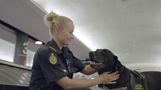 A Day in the Life of Airport Detector Dogs [upl. by Ayaet24]