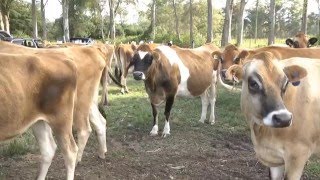 Passo a passo Inseminação em bovinos  Programa Terra Sul [upl. by Thorvald]