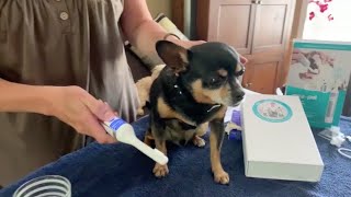 MiraPet Tartar Removal in small dog Part 2 [upl. by Odrick]