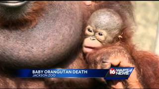 Baby Orangutan Death [upl. by Sivehc944]