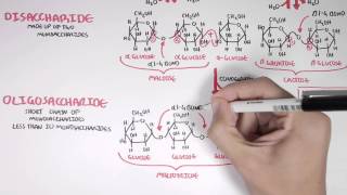 Biochemistry of Carbohydrates [upl. by Fields551]