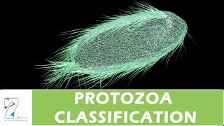 PROTOZOA CLASSIFICATION [upl. by Lenee]