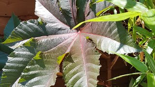 How to grow Ricinus Castor Oil plants [upl. by Cristal]