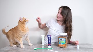 Top 6 Best Cat Dental Products We Tried Them All [upl. by Glavin]