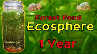 ISOLATING Pond Water inside a JAR for a YEAR │ Woodland Pond Ecosphere  1 Year Update [upl. by Dannon]