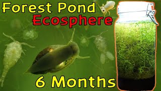 A Beautiful and Thriving Ecosystem │ Woodland Pond Ecosphere  6 Month Update [upl. by Odnumyar]