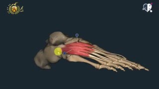 Apparato locomotore 46 Muscoli del piede [upl. by Marx802]