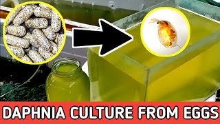 HOW TO HATCH DAPHNIA EGGS  HOW TO CULTURE DAPHNIA [upl. by Delinda]