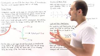 Introduction to Carbohydrates [upl. by Lear21]