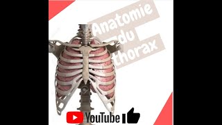 Radio du thorax  Introduction  Partie 1  Docteur Synapse [upl. by Hcib]