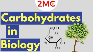 Carbohydrates  Biological Molecules Simplified 1 [upl. by Tsuda388]