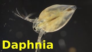 Daphnia [upl. by Petromilli]