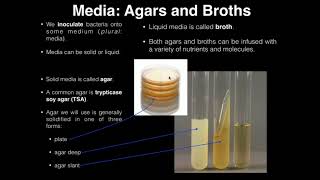 Lab Exercise 1 Introduction to Microbiology [upl. by Yorick85]