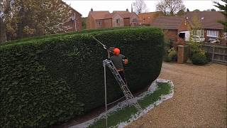 How to trim a conifer hedge [upl. by Keffer158]