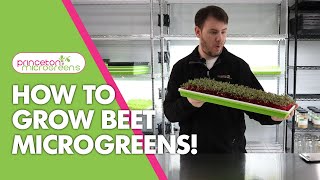 How to grow Beet Microgreens [upl. by Kleiman]