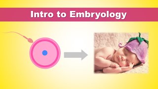 Intro to Embryology Development of Human  How we were born [upl. by Ahsiek]