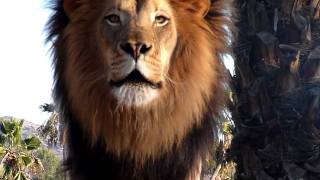 Amazing Lion Roar up close [upl. by Yesnyl]