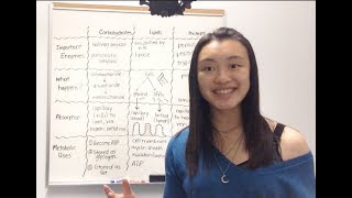 Carbohydrate Lipid and Protein Metabolism [upl. by Ardnaeel]