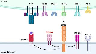 Types of Immune Cell Receptors [upl. by Halas]