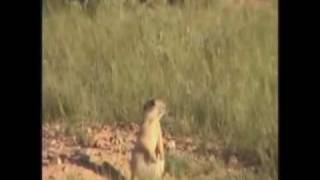 Dramatic prairie dog on Varmint Grenade [upl. by Adnar]