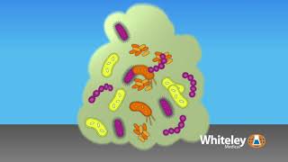 Biofilm Formation  Whiteley Medical [upl. by Tnomyar]