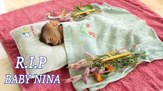 RIP  Millions Sad Baby Monkey NINA Passed Away [upl. by Ileyan480]