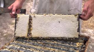 Honey NZ Bee Keeping Manuka Honey [upl. by Oizirbaf]