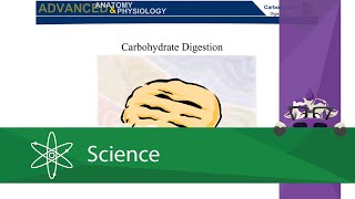 Carbohydrate Digestion [upl. by Gustavus]