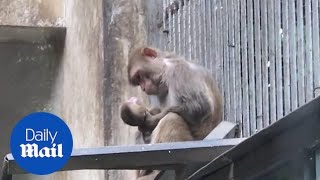 Heartbreaking moment mother monkey cradles her dead baby [upl. by Gurl]