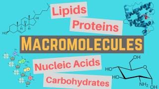 Macromolecules  Classes and Functions [upl. by Mallory]