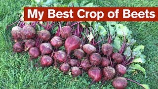 My Best Crop of Beets [upl. by Demeter939]