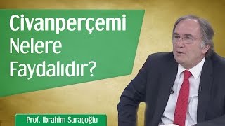 Civanperçemi Nelere Faydalıdır  Prof İbrahim Saraçoğlu [upl. by Ativla829]