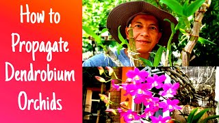 How to propagate Dendrobium orchids from canes or stemPaano mag propagate ng Dendrobium orchids [upl. by Montagna296]