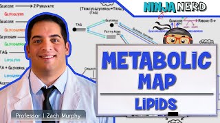 Metabolism  The Metabolic Map Lipids [upl. by Lenoyl]