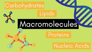 Beginners Guide to MACROMOLECULES [upl. by Leola]