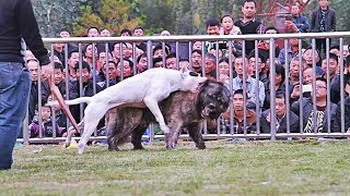 Dogo Argentino vs Pastor Del Cáucaso FACTS [upl. by Kerge]