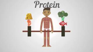 Biology  Proteins Carbohydrates amp Fats [upl. by Artamas]