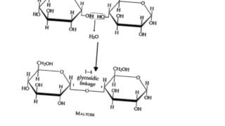 Carbohydrate structure and function [upl. by Beaulieu454]