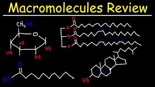 Macromolecules Review [upl. by Ahsuatan]