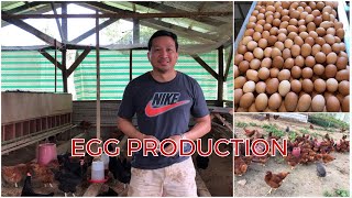 Freerange Chicken Farming  FARMING TIPS TO INCREASE EGG PRODUCTION [upl. by Haas]