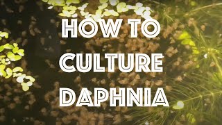 How To Culture Daphnia Magna [upl. by Acyssej444]