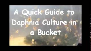 How to culture daphnia outside [upl. by Nonnaihr]