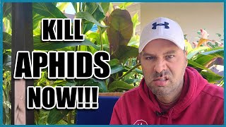 How to Get Rid of APHIDS [upl. by Thebault]