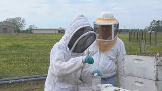 Testing for Mites Using Powdered Sugar [upl. by Gruber871]