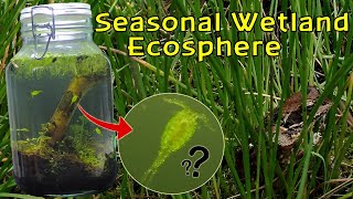 Creating a Seasonal Wetland Ecosphere │INSTANT LIFE and RARE Copepods [upl. by Idell563]