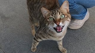 Excited cat meowing very loudly [upl. by Ynhoj]