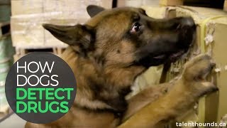 How Dogs Detect Drugs [upl. by Arayc471]